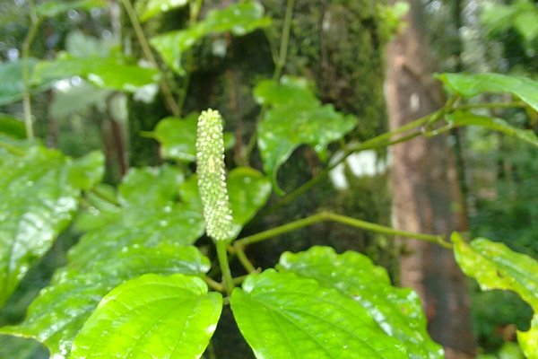 තිප්පිලි: ආහාර ජීර්ණය හා ශ්වසනය සඳහා දිගු ගම්මිරිස් (Piper longum) - Sri Lankan medicinal plant