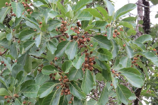 බුලු: ත්‍රිඵලාවේ තෙවන ඵලය (Terminalia bellirica) - Sri Lankan medicinal plant