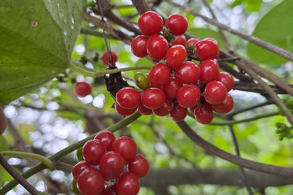 රසකිඳ: ප්‍රතිශක්තිය වර්ධනය කරන අගනා ඔසුව (Tinospora cordifolia) - Sri Lankan medicinal plant