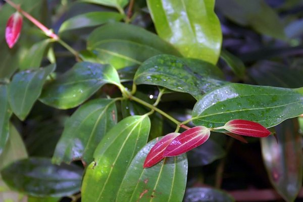 කුරුඳු: ලොවම දිනූ සැබෑ ඖෂධීය කුළුබඩුව (Cinnamomum verum) - Sri Lankan medicinal plant