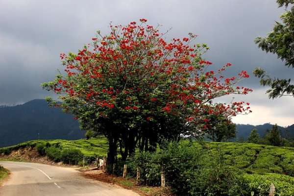 එරබදු: අලුත් අවුරුද්දේ බඩවැල් පිරිසිදු කරන ඔසුව (Erythrina variegata) - Sri Lankan medicinal plant