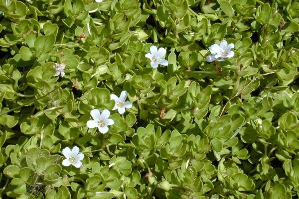 ලුණුවිල: බ්‍රාහ්මී සහ මතකය පිළිබඳ සාක්ෂි (Bacopa monnieri) - Sri Lankan medicinal plant