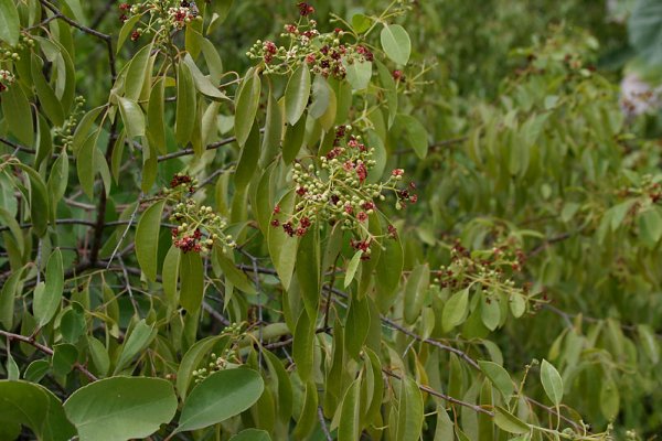 සුදු හඳුන් (Sudu Handun): සම සහ මනස සිසිල් කරන ඖෂධය (Santalum album) - Sri Lankan medicinal plant