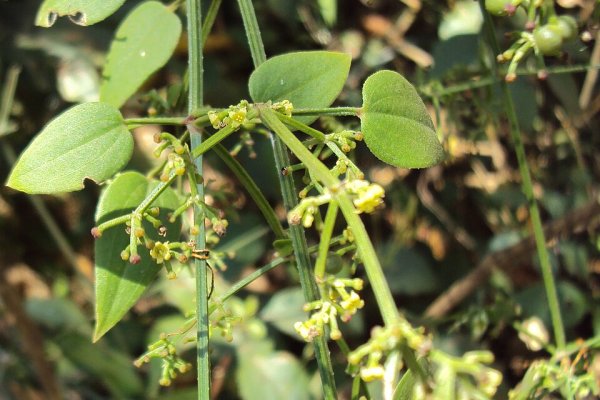 වැල්මදට: රුධිරය පිරිසිදු කරන අගනා ඖෂධය (Rubia cordifolia) - Sri Lankan medicinal plant