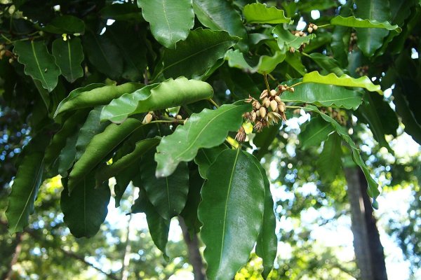 මුණමල් (Munamal): මුඛ සෞඛ්‍යය සුරකින අලංකාර පුෂ්පය (Mimusops elengi) - Sri Lankan medicinal plant