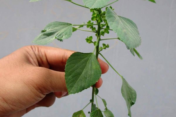 කුප්පමේනිය: ඇදුම රෝගය සුව කරන අපූරු පැළෑටිය (Acalypha indica) - Sri Lankan medicinal plant