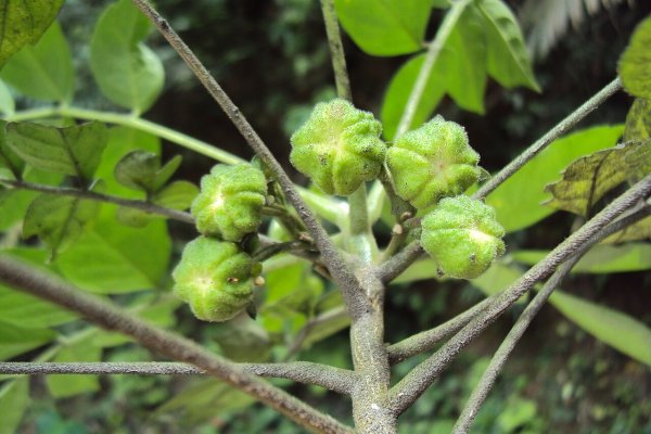 බිම් කොහොඹ: මැලේරියාවට සහ උණට ශ්‍රී ලංකාවේ දුර්ලභ ඔසුව (Munronia pinnata) - Sri Lankan medicinal plant