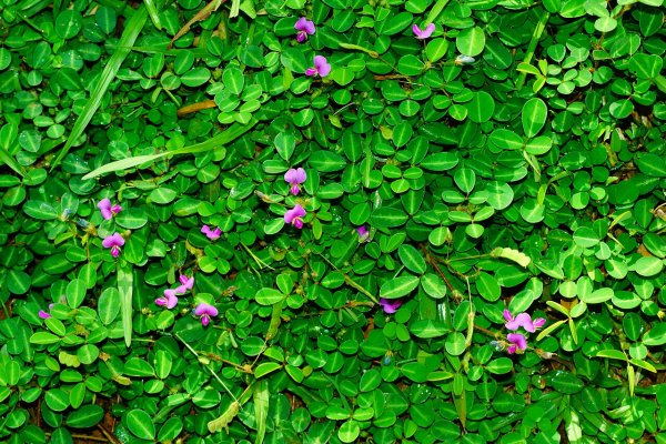 හීන් උඳුපියලිය: ශරීරය සිසිල් කර තුවාල සුව කරන බිම් ඖෂධය (Desmodium triflorum) - Sri Lankan medicinal plant
