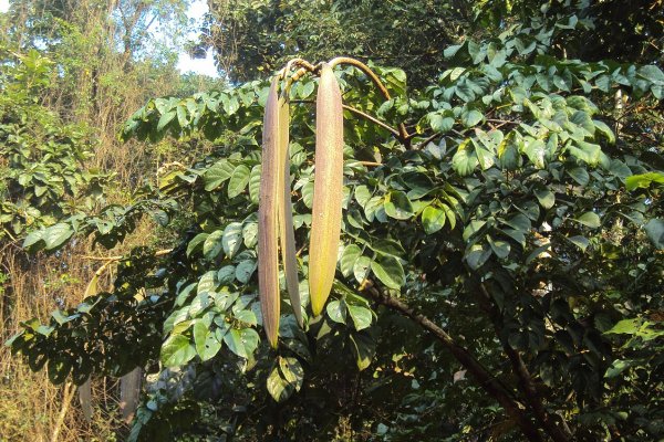 තොටිල: දශමූලයේ අඩංගු හන්දිපත් රුදාව නසන දැවැන්තයා (Oroxylum indicum) - Sri Lankan medicinal plant