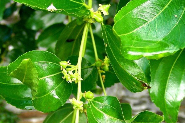 මසන්: ආහාර ජීර්ණය පහසු කර රුධිරය පිරිසිදු කරන පෝෂණීය පලතුර (Ziziphus mauritiana) - Sri Lankan medicinal plant