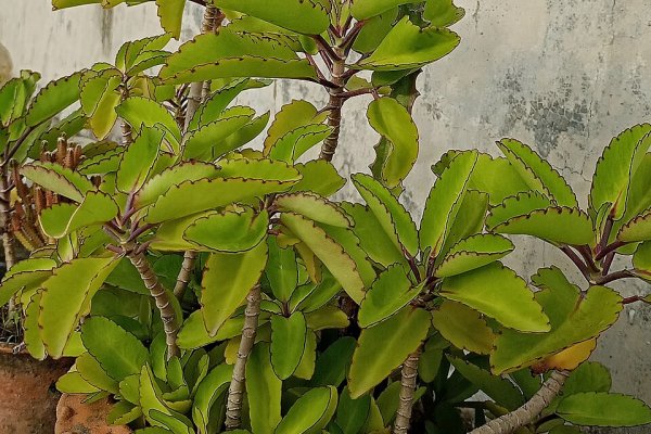 අක්කාපාන: මුත්‍රා ගල් දිය කර දමන ආශ්චර්යමත් පත්‍රය (Kalanchoe pinnata) - Sri Lankan medicinal plant