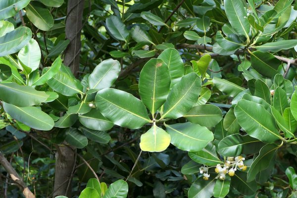 දොඹ: සමේ රෝග සහ තුවාල සුව කරන ඖෂධීය වෘක්ෂය (Calophyllum inophyllum) - Sri Lankan medicinal plant