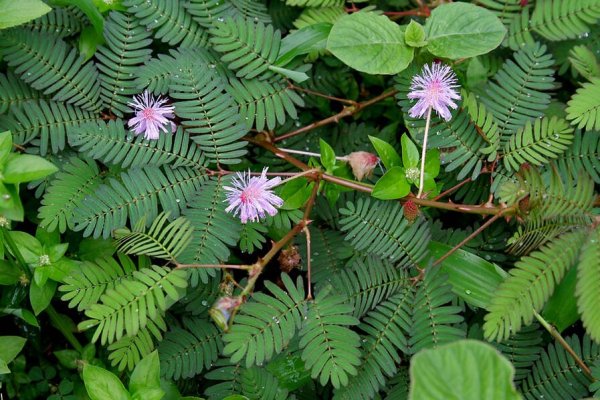 නිදිකුම්බා: තුවාල සහ අර්ශස් සුව කරන ශාකය (Mimosa pudica) - Sri Lankan medicinal plant