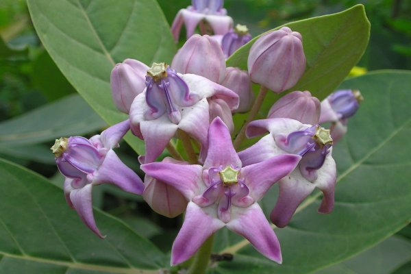 වරා: සන්ධි රෝග සහ ඉදිමුම් නසන ප්‍රබල ඖෂධය (Calotropis gigantea) - Sri Lankan medicinal plant