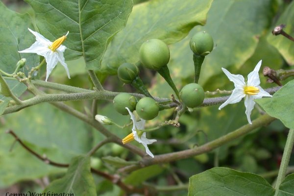 තිබ්බටු: කැස්ස සහ ශ්වසන රෝග සුව කරන ඖෂධීය ඵලය (Solanum torvum) - Sri Lankan medicinal plant