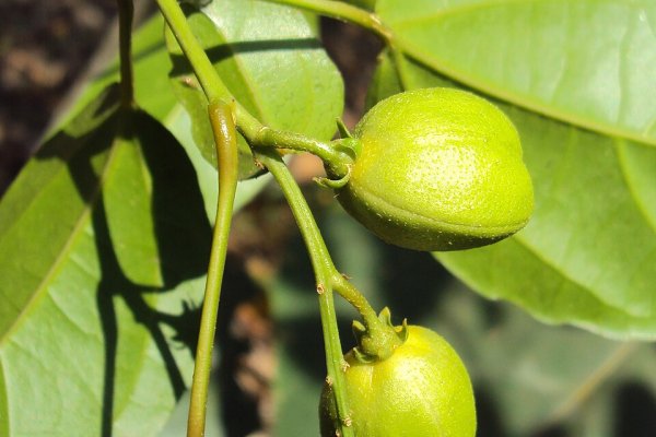 Jayapala (Purging Croton): The Toxic Laxative Used with Extreme Caution