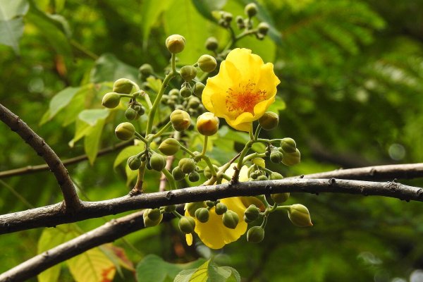 Kinihiriya (Buttercup Tree): The Golden Flower for Cooling and Digestion