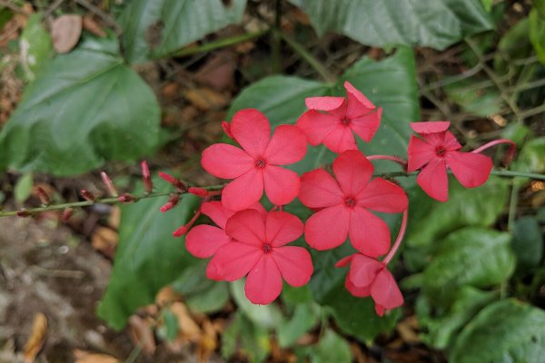 Rathnithul (Indian Leadwort): The Fiery Root for Rheumatism and Digestion