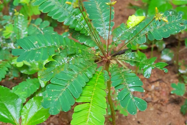 හීන් බෝපත්: දියවැඩියාව සහ ඇදුම සුව කරන කුඩා පැළෑටිය (Biophytum sensitivum) - Sri Lankan medicinal plant