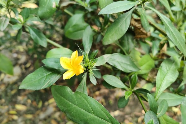 කටු කරඬු: දත් මුල් දියවීම සහ සන්ධි රෝග සුව කරන කටු සහිත ශාකය (Barleria prionitis) - Sri Lankan medicinal plant
