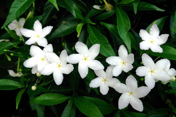 වතුසුද්ද: ඇසේ රෝග සහ තුවාල සුව කරන අලංකාර පුෂ්පය (Tabernaemontana divaricata) - Sri Lankan medicinal plant