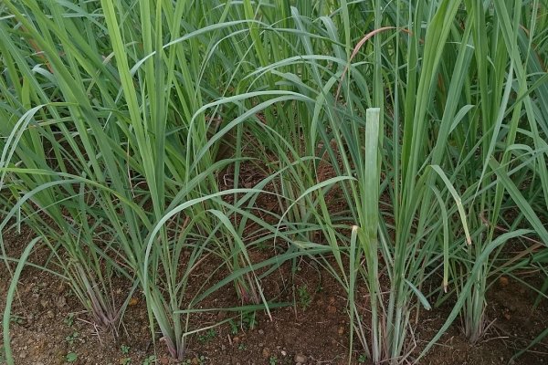 Lemongrass (Sera): The Citrusy Herb for Immunity