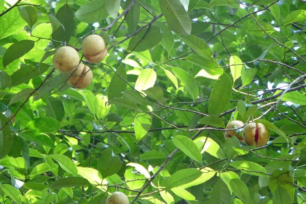 Nutmeg (Sadikka): The Aromatic Calming Nut