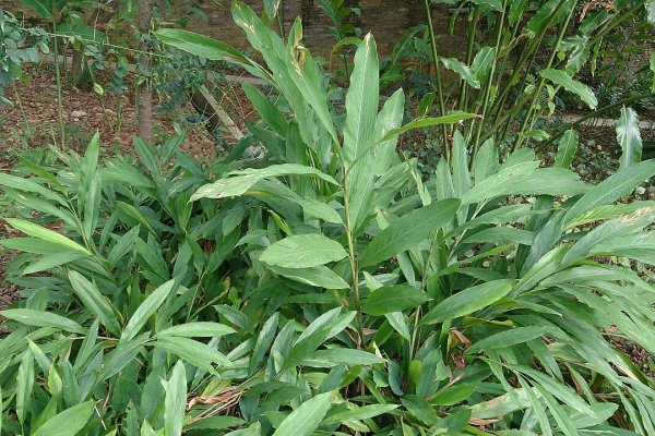 Cardamom (Enasal): The Queen of Spices for Digestion