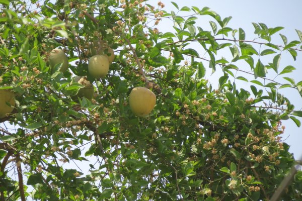 Beli (Aegle marmelos): The Sacred Bael Tree for Digestive Health (Aegle marmelos) - Sri Lankan medicinal plant