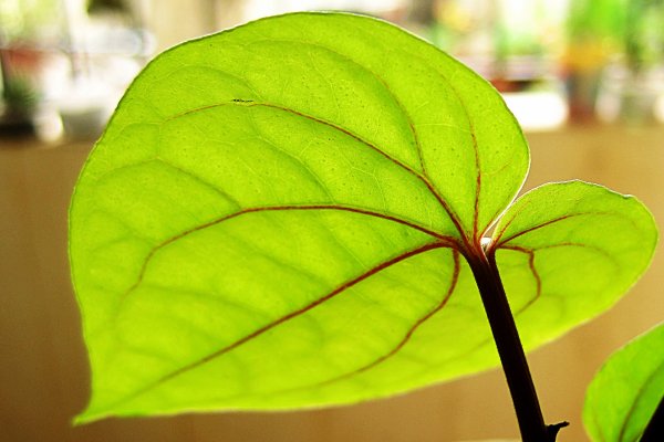 Bulath (Piper betle): The Betel Leaf, Honoured Guest and Misunderstood Medicine (Piper betle) - Sri Lankan medicinal plant