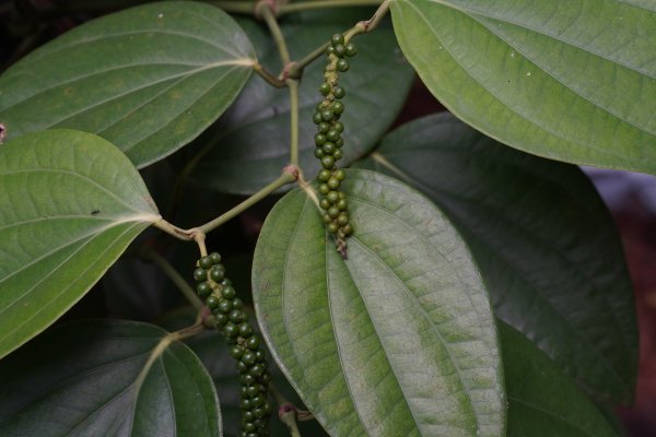 Gammiris (Piper nigrum): Black Pepper, Ceylon's Other Great Spice (Piper nigrum) - Sri Lankan medicinal plant