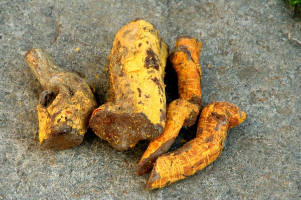 Kothala Himbutu (Salacia reticulata): The Diabetes Vine Science Took Seriously (Salacia reticulata) - Sri Lankan medicinal plant