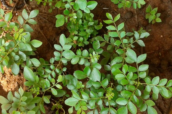 Karapincha Plant (Curry Leaf)